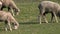 Australian rams and sheep grazing on the farm