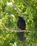 Australian raven