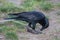 Australian Raven