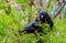 Australian Raven bird
