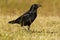 Australian Raven - Corvus coronoides passerine bird in the genus Corvus native to much of southern and northeastern Australia