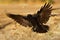 Australian Raven - Corvus coronoides passerine bird in the genus Corvus native to much of southern and northeastern Australia