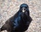 Australian raven Corvus coronoides stealing an animal feed pellet
