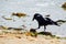 Australian raven Crow feeding on dead fish from the dirty beach.