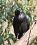 Australian Raven - Large Corvid