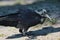 Australian Raven - Large Corvid