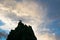 An Australian Raven perches on a tree top