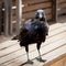 Australian Raven Standing on a Wooden Bench
