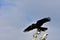 Australian raven on tree branch