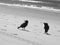 Australian Ravens talking intense on the beach.