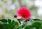 Australian red Acacia flower