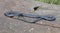 Australian red bellied black snake