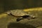 Australian red-bellied short-necked turtle Emydura subglobosa.