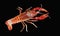 Australian red claw crayfish on isolated background