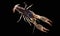 Australian red claw crayfish on isolated background