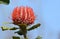 Australian red flower Banksia coccinea Scarlet Banksia