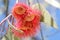 Australian red flower Corymbia ficifolia