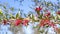 Australian Red Grevillea Splendour Flowers