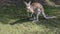 Australian red kangaroo looks curious as he is photographed, Western Australia