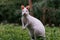 Australian red-necked albino wallaby eating green grass in park