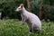 Australian red-necked albino wallaby eating green grass in park