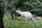 Australian red-necked albino wallaby eating pine tree needles in park