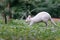 Australian red-necked albino wallaby walking and jumping among meadow in park