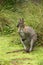 Australian Red Necked Wallaby