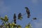 Australian Red-Tailed Black Cockatoos