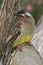 Australian Red Wattle-Bird Honeyeater