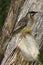 Australian Red Wattle-Bird Honeyeater