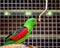 Australian Red-Winged Parrot