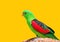 Australian Red-Winged Parrot