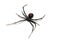 Australian redback spider