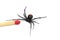 Australian redback spider