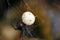 Australian Redback Spider Egg Sac