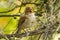 Australian Reed Warbler in Victoria, Australia