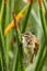 Australian Reed Warbler in Victoria, Australia