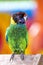 An australian Ringneck parrot