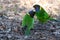 Australian ringneck parrot