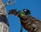 Australian ringneck parrot