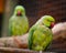 Australian Ringneck parrots