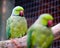 Australian Ringneck parrots