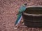 Australian Ringneck on a water container