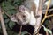 Australian ringtail possum