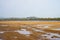 Australian River At Low Tide