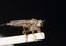 Australian robber fly