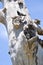 Australian Rock Doves on Tree