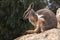 Australian Rock Wallaby