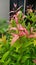 Australian Rose Apple and reddish-orange leaves. Beautiful reddish-orange leaves. Young leaves of a lovely Australian Rose Apple